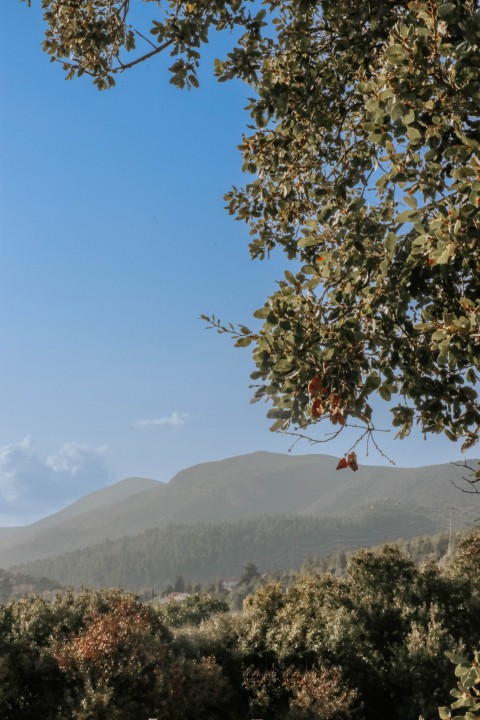 בית היסמין 17